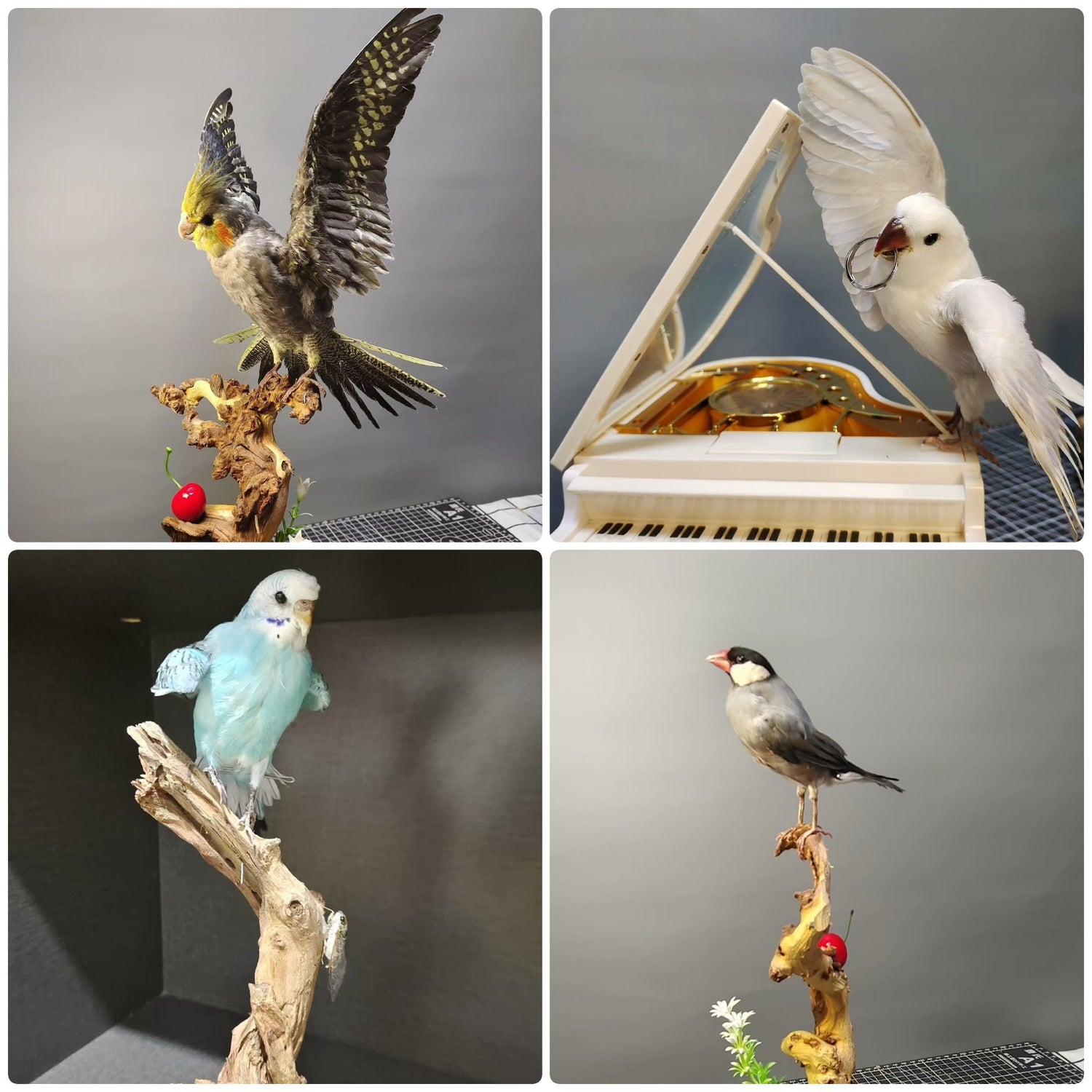 Exotic Bird Collection