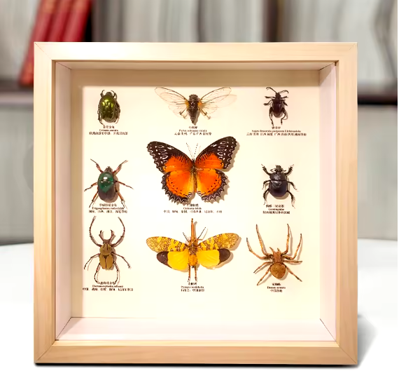 Luxury Framed Bug Collection