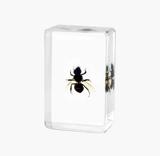 Preserved Resin Ant Specimen -
Nature's Industrious Architect