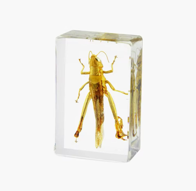 Resin-Preserved Grasshopper - A
Symbol of Adaptability