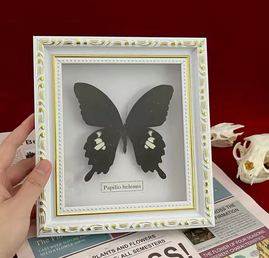 Luxurious Framed Papilio helenus
Display - Elegance in Nature