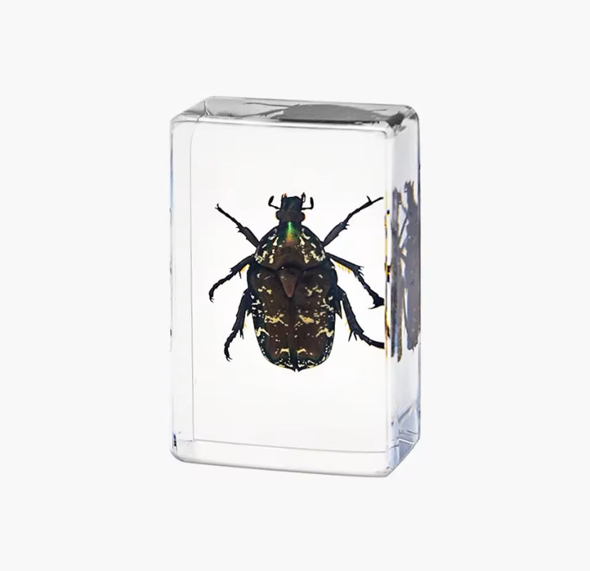 The Gilded Traveler - Flower Chafer
Beetle Encased in Resin