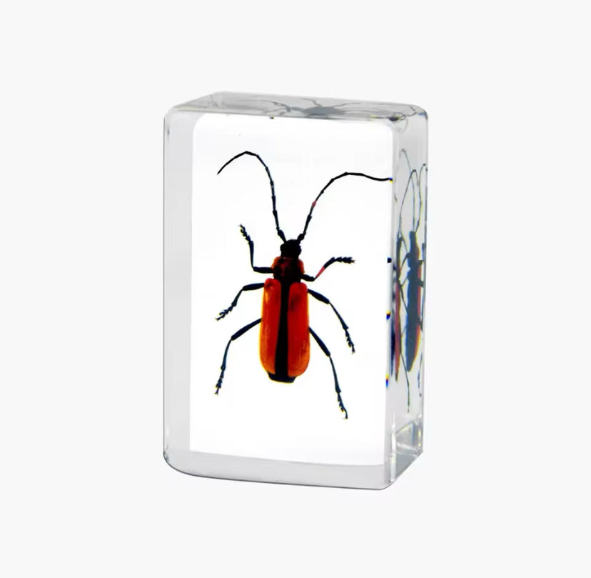 Red Longhorn Beetle in Resin - A Vibrant Marvel of Nature