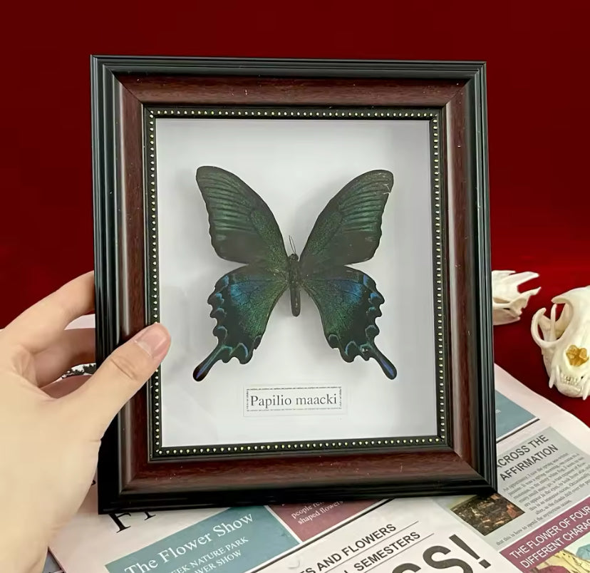 Majestic Papilio Maackii Display -
The Jewel of the Orient