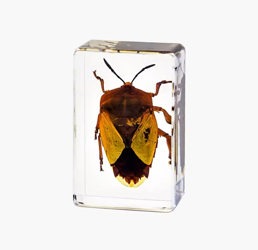 Golden Shield Bug Encased in Resin
- Nature's Armor in Art