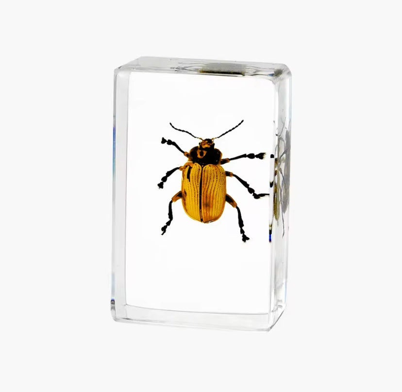 Golden Beetle Encased in Crystal
Resin - A Rare Natural Treasure