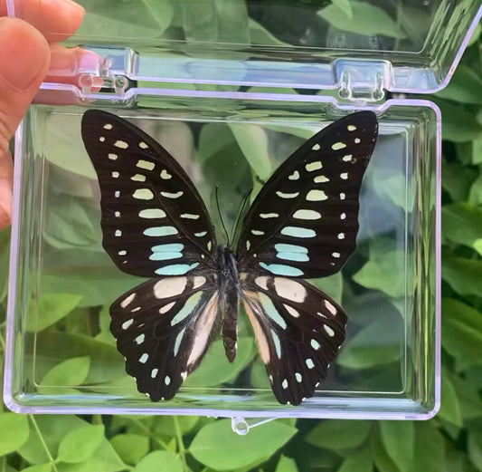 Graphium Butterfly Taxidermy - Dotted Elegance