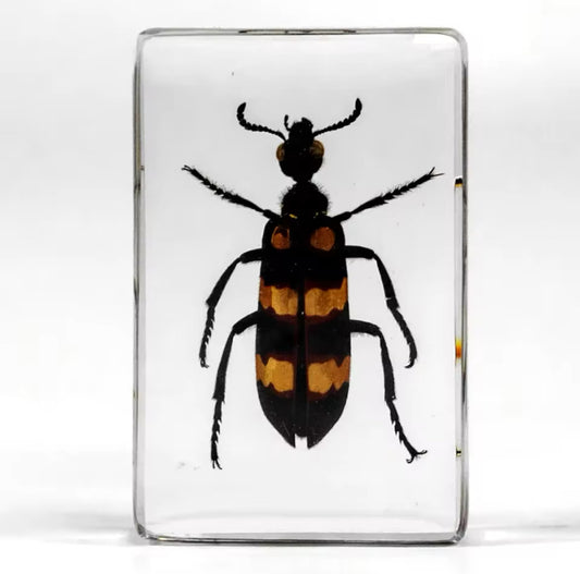 Resin-Preserved Blister Beetle - A
Striking Collector's Display