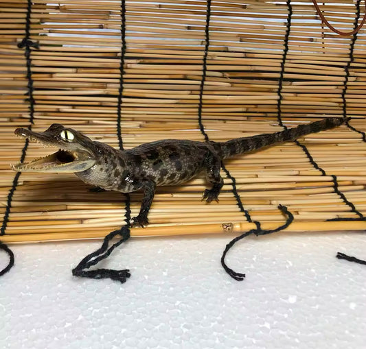 Preserved Juvenile Spectacled
Caiman (Caiman crocodilus)