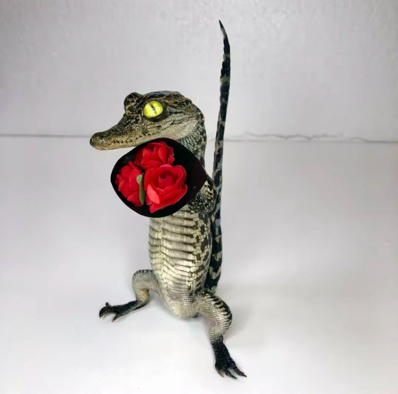 Standing Crocodile Taxidermy – Customisable Display