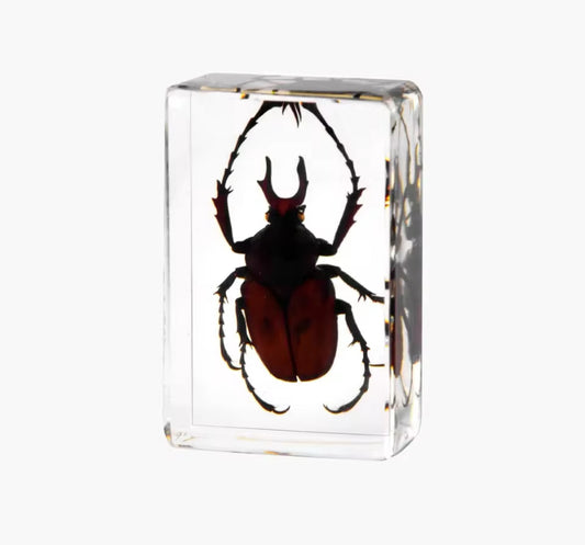 Stag Beetle in Resin - Nature's
Majestic Titan