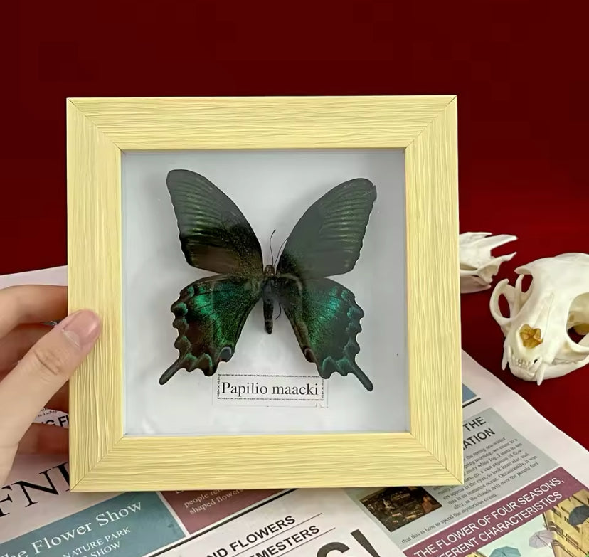 Majestic Papilio Maackii Display - Nature's Elegance in a Frame