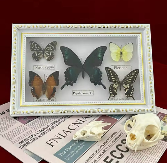 Elegant Framed Butterfly Showcase
- Rare and Captivating Beauties