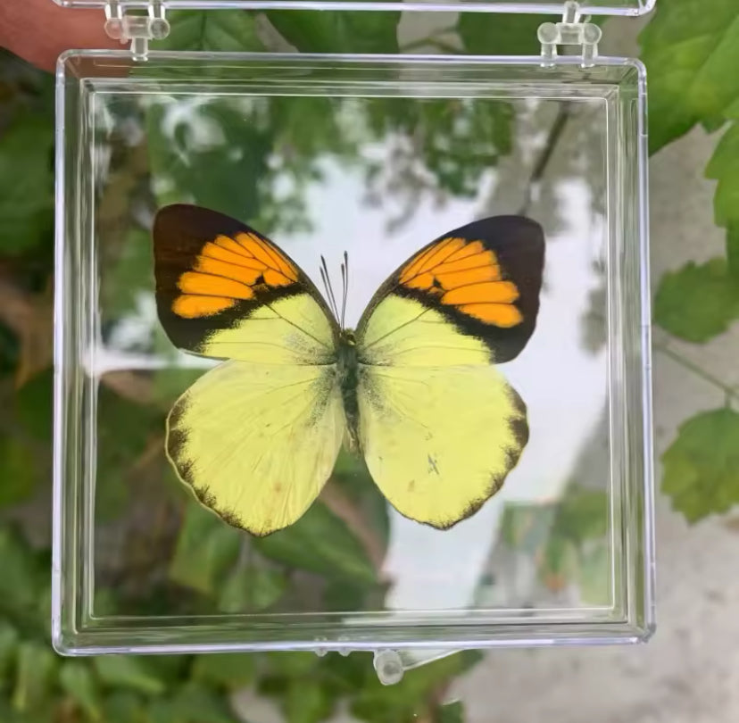 Orange Tip Butterfly Taxidermy - A
Burst of Sunshine