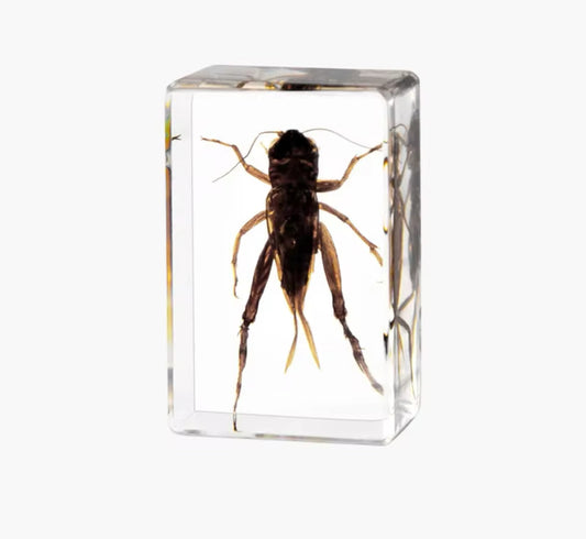 Elegant Mole Cricket Encased in Resin - A Unique Earthbound Wonder