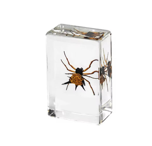 Spiny Orb-Weaver Spider in Resin - A Unique Arachnid Display