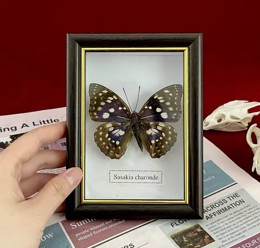 Regal Beauty: Framed Sasakia charonda Butterfly Display