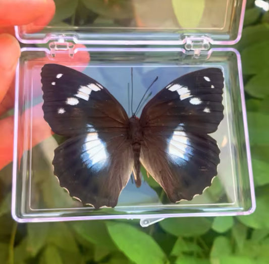 Great Eggfly Butterfly Taxidermy -
Subtle Brilliance