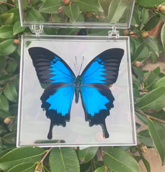 Blue Ulysses Swallowtail Taxidermy -
Vibrant Elegance