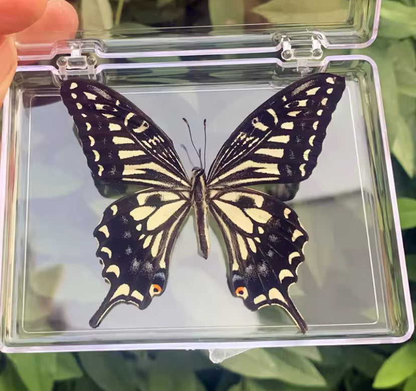 Common Swallowtail Butterfly
Taxidermy - Majestic Beauty