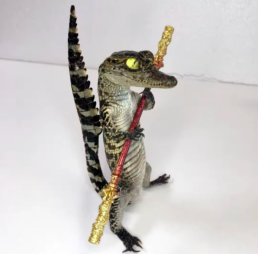 Standing Crocodile Taxidermy – Customisable Display