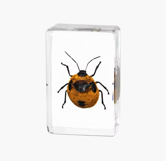 Preserved Harlequin Cabbage Bug -
A Vibrant Resin Display