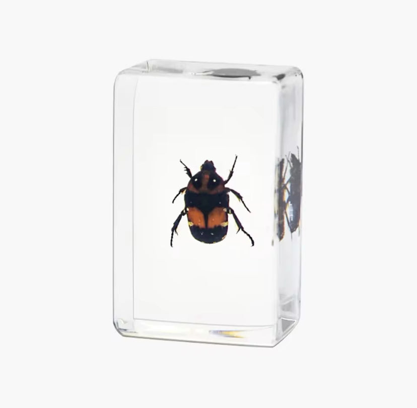 Preserved Nicrophorus Beetle
Encased in Resin - Nature's Art in Crystal Clarity