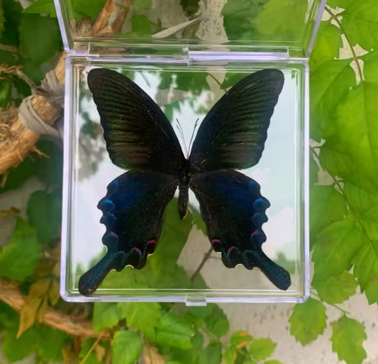 Scarlet Mormon Butterfly Taxidermy -
Midnight Elegance