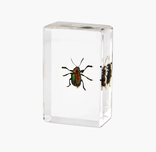 Preserved Jewel Beetle in Crystal Resin - A Gleaming Natural Masterpiece