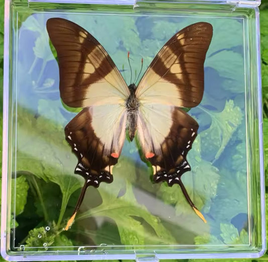 Two-Tailed Swallowtail Taxidermy -
Graceful Elegance