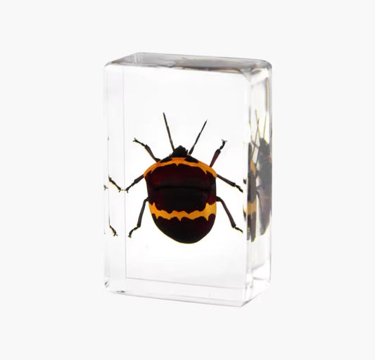 Striking Harlequin Bug in Resin - A Burst of Vibrant Colors