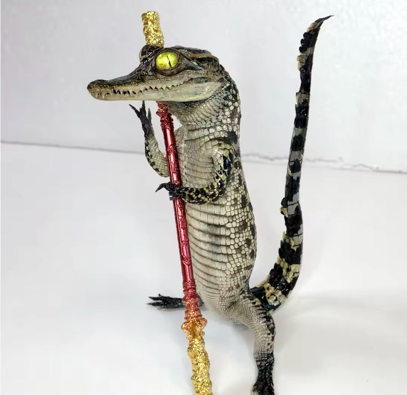 Standing Crocodile Taxidermy – Customisable Display