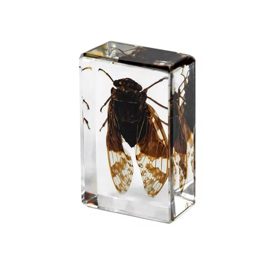 Cicada in Resin - A Timeless Echo of
Nature