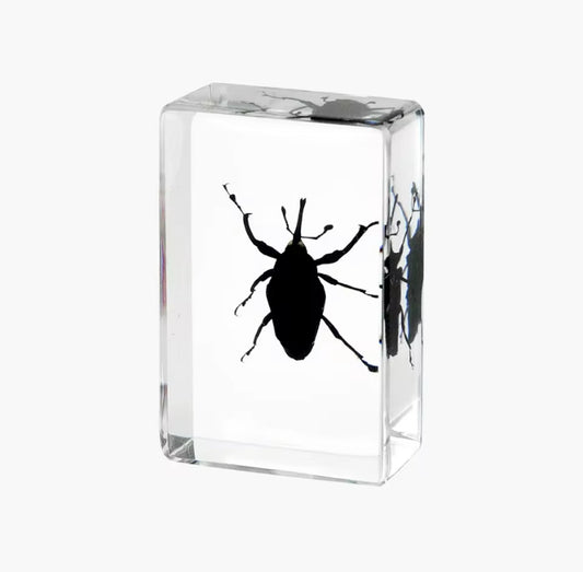 Shadowed Weevil in Resin - Minimalist Elegance of Nature