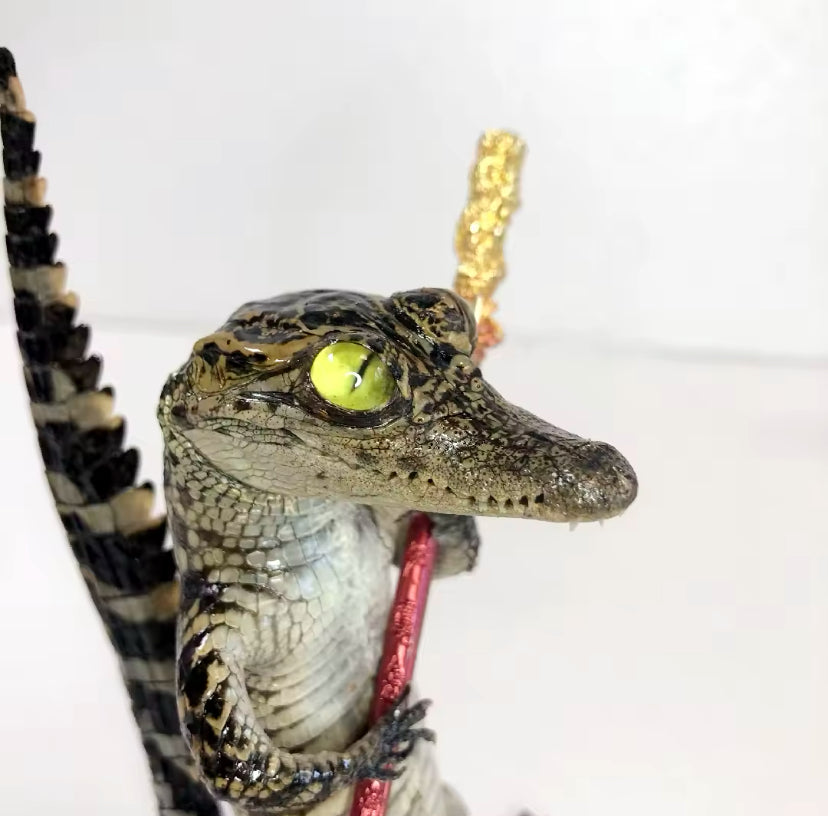 Standing Crocodile Taxidermy – Customisable Display