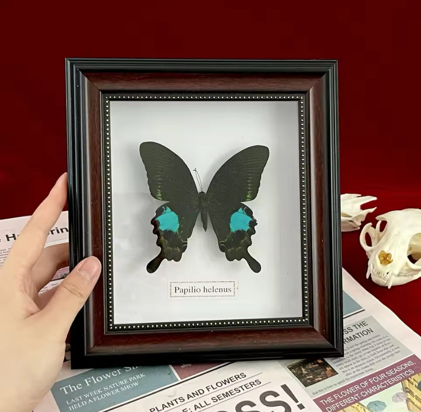 Trio of Elegance: The Ultimate Framed Butterfly Collection