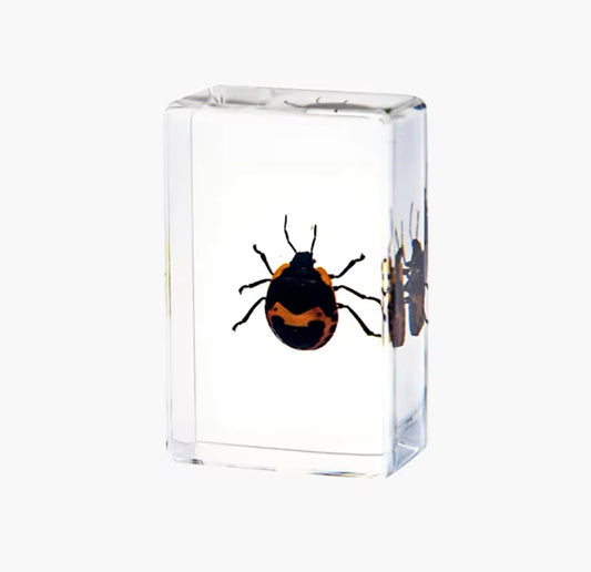 Resin-Preserved Harlequin Bug - A
Burst of Natural Art