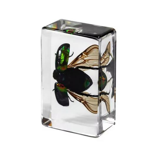 Iridescent Jewel: The Preserved Metallic Beetle