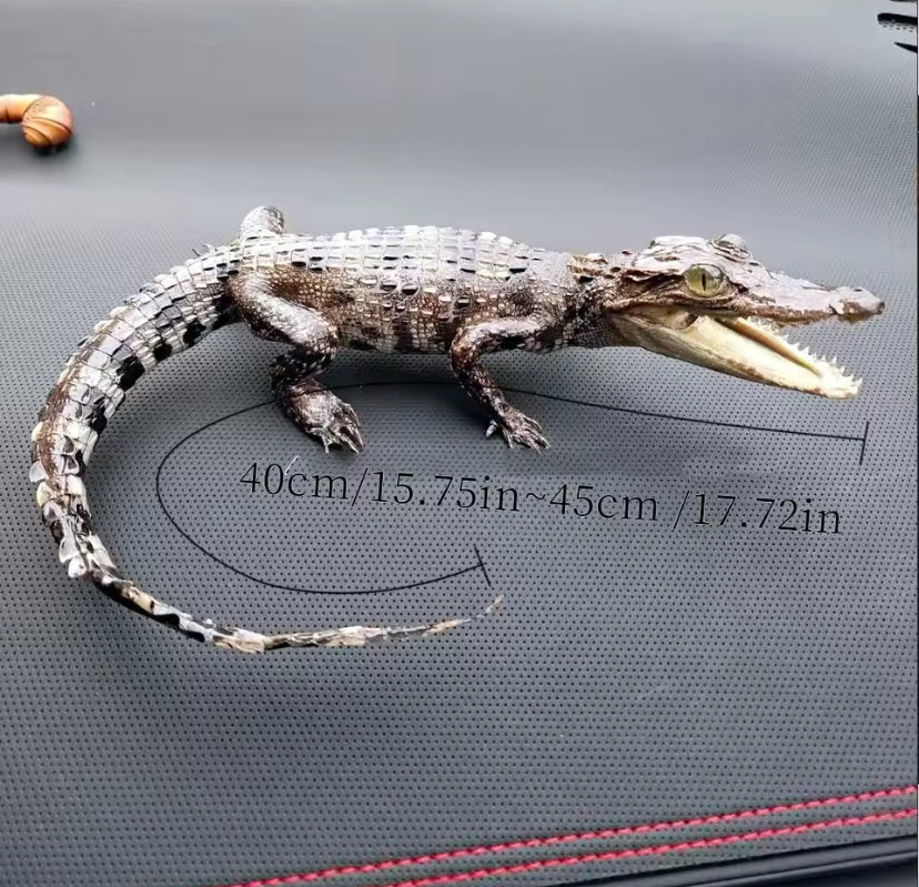 Curled Tail Crocodile Taxidermy – Customisable Display