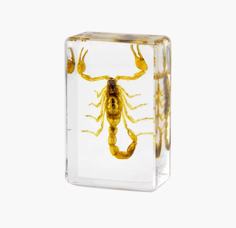 Golden Scorpion in Resin - A Striking Predator Preserved