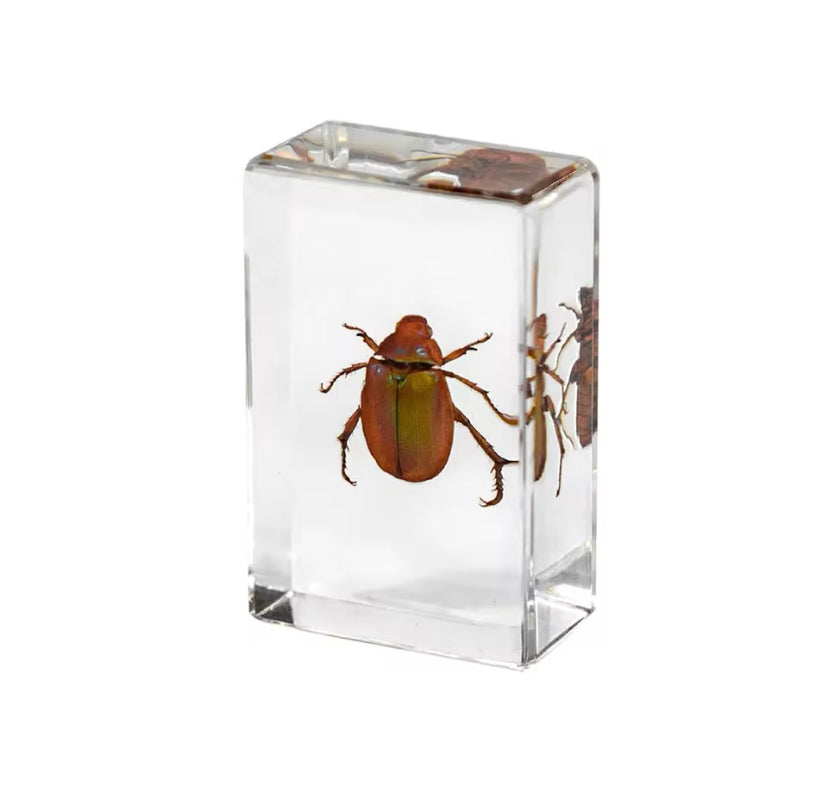 Radiant Red Scarab Beetle Encased in Resin - A Glimmering Marvel of Nature