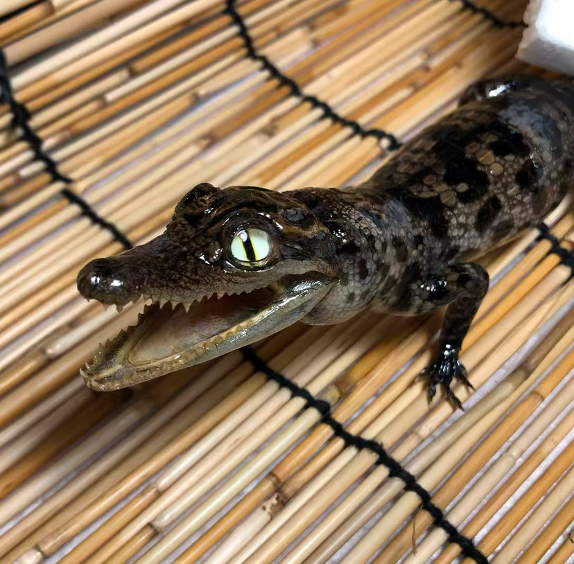 Preserved Juvenile Spectacled
Caiman (Caiman crocodilus)