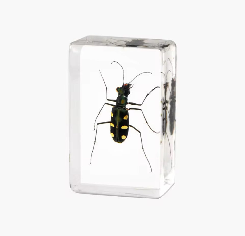 Captivating Green Tiger Beetle -
Encased Elegance