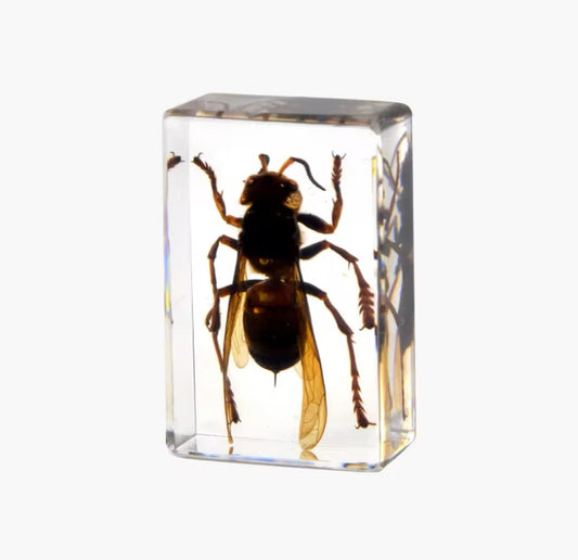 Hornet in Resin - Nature's Fearless
Guardian Preserved