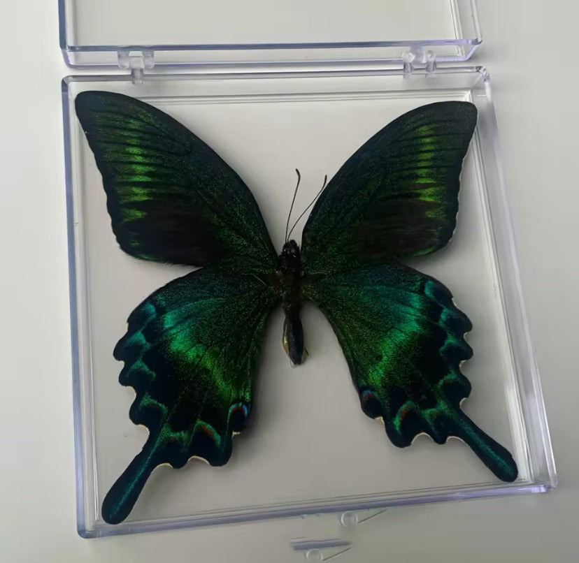 Emerald Swallowtail Taxidermy - The Glittering Gem