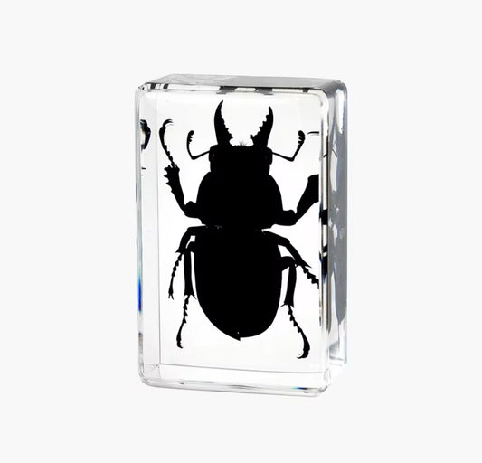 Silhouette of Strength - Stag Beetle
Encased in Resin