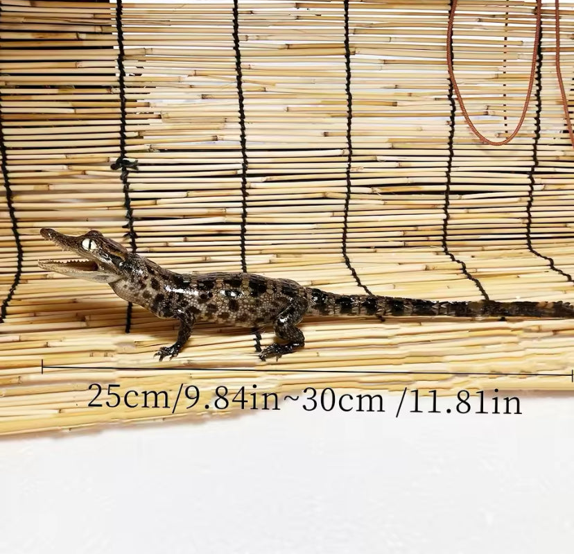 Preserved Juvenile Spectacled
Caiman (Caiman crocodilus)