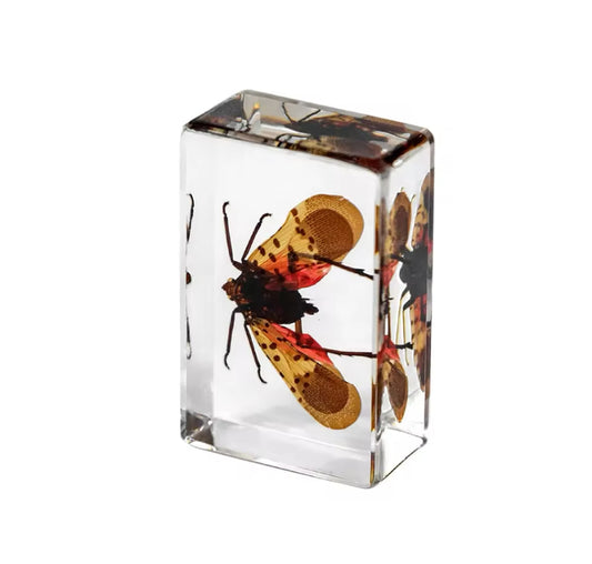 Spotted Lanternfly in Resin - A
Vibrant Insect Display