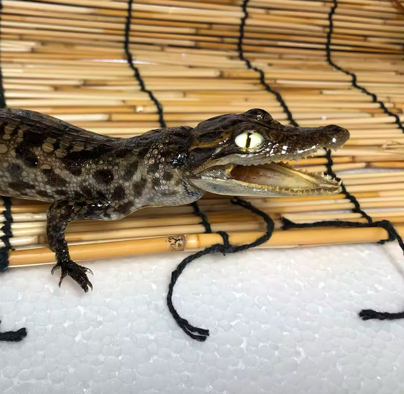 Preserved Juvenile Spectacled
Caiman (Caiman crocodilus)