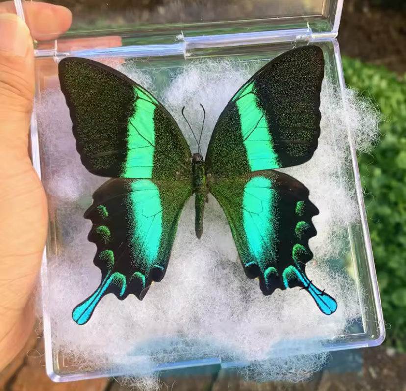 Emerald Peacock Swallowtail Taxidermy
- Jewel of the Tropics